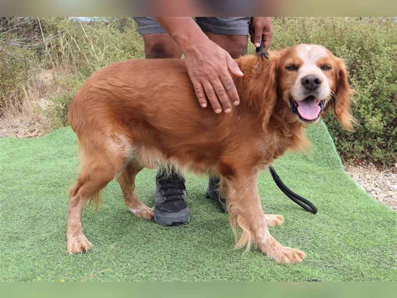 Tiger, Epagneul Breton / Bretonenspaniel, lieb und verträglich