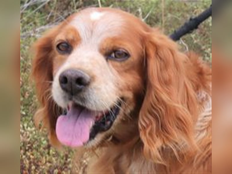 Tiger, Epagneul Breton / Bretonenspaniel, lieb und verträglich