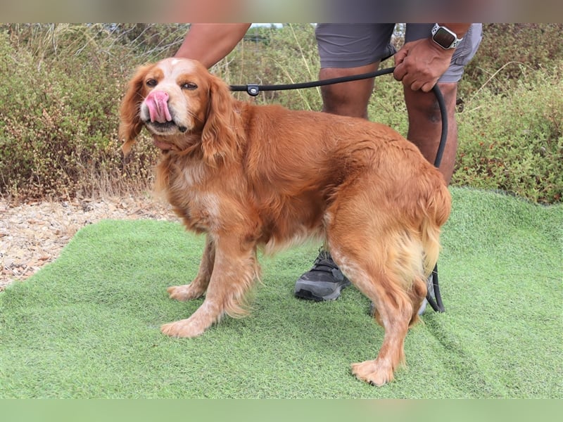 Tiger, Epagneul Breton / Bretonenspaniel, lieb und verträglich