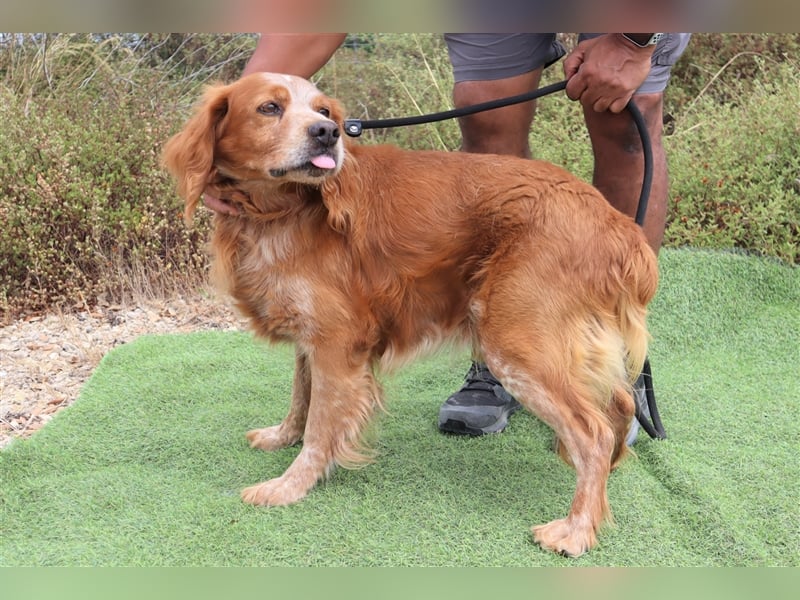 Tiger, Epagneul Breton / Bretonenspaniel, lieb und verträglich
