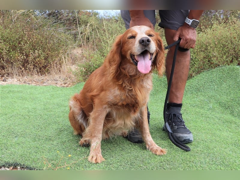 Tiger, Epagneul Breton / Bretonenspaniel, lieb und verträglich