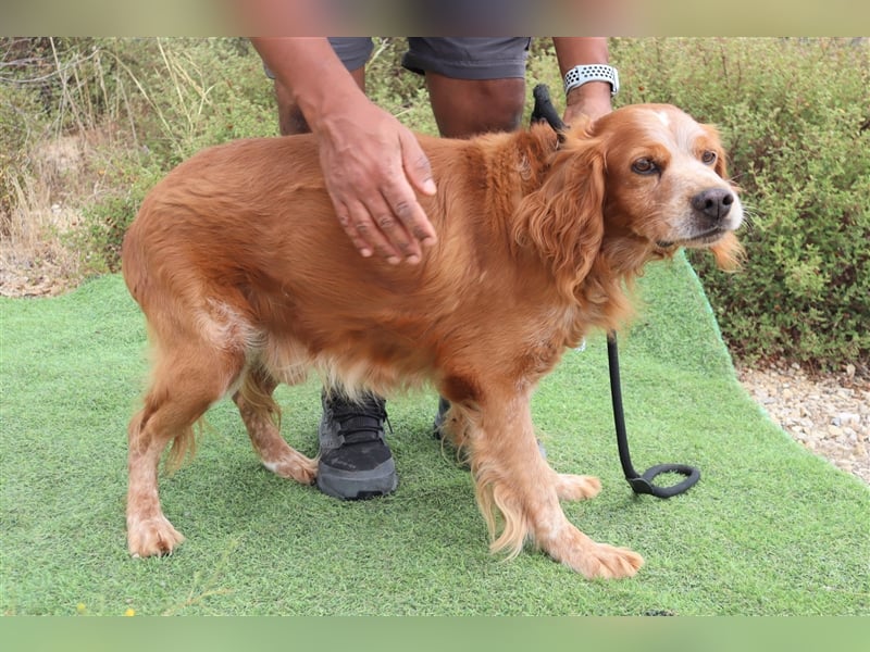 Tiger, Epagneul Breton / Bretonenspaniel, lieb und verträglich