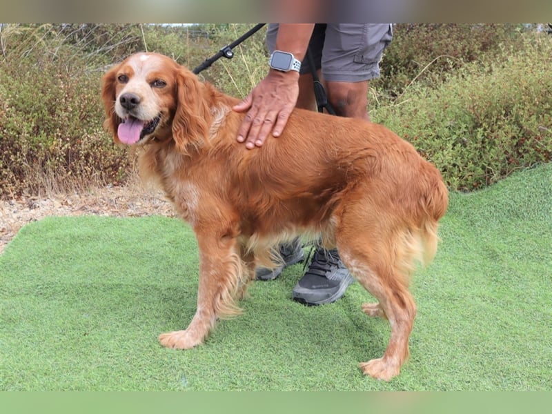 Tiger, Epagneul Breton / Bretonenspaniel, lieb und verträglich