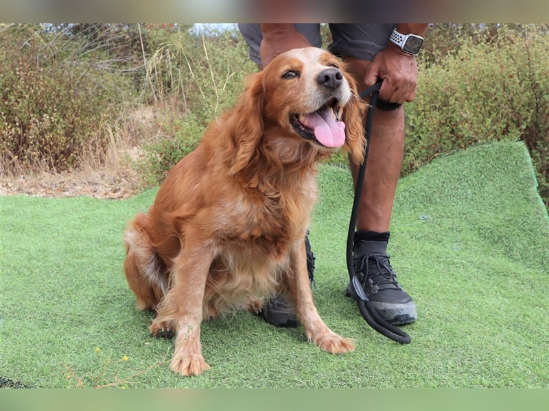 Tiger, Epagneul Breton / Bretonenspaniel, lieb und verträglich