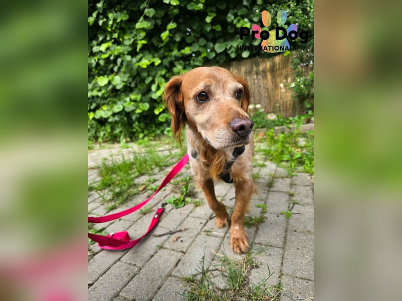 Skipper auf Pflegestelle