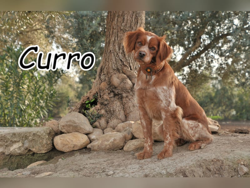 Schenken Sie Curro Ihr großes Herz?