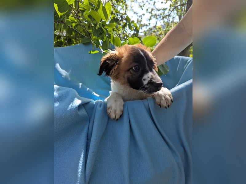 Roy Welpe Epagneul Breton / Schäferhund Mischling Rüde Junghund sucht Zuhause