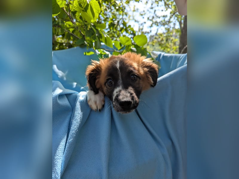 Roy Welpe Epagneul Breton / Schäferhund Mischling Rüde Junghund sucht Zuhause