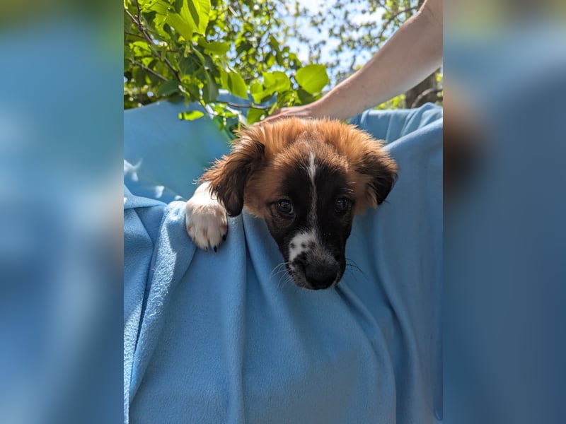 Roy Welpe Epagneul Breton / Schäferhund Mischling Rüde Junghund sucht Zuhause