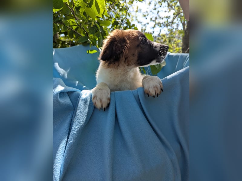 Roy Welpe Epagneul Breton / Schäferhund Mischling Rüde Junghund sucht Zuhause