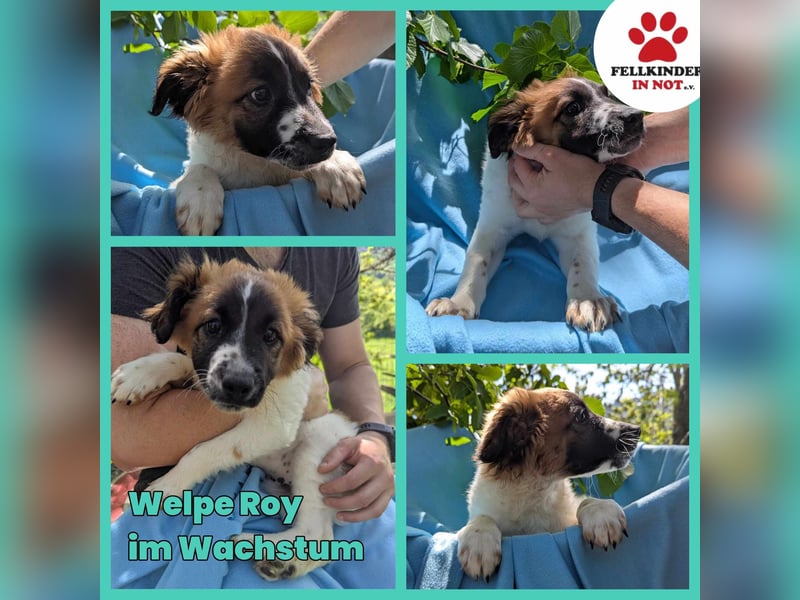 Roy Welpe Epagneul Breton / Schäferhund Mischling Rüde Junghund sucht Zuhause