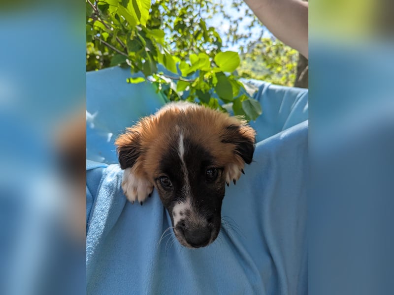 Roy Welpe Epagneul Breton / Schäferhund Mischling Rüde Junghund sucht Zuhause