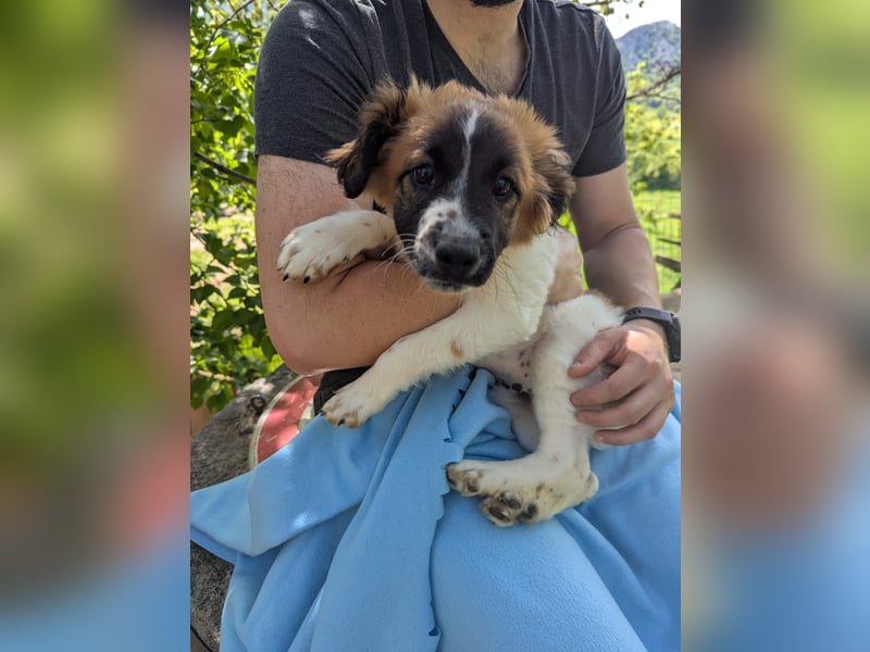 Roy Welpe Epagneul Breton / Schäferhund Mischling Rüde Junghund sucht Zuhause
