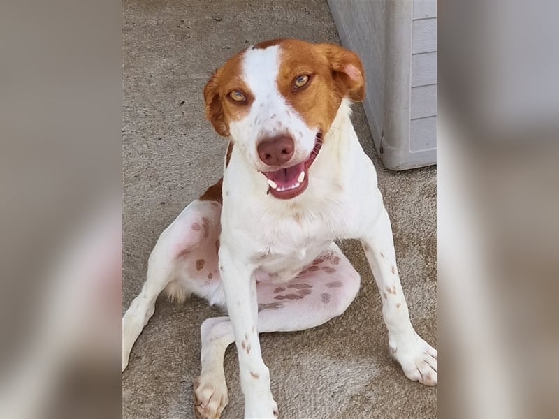 Indi lieber verspielter freundlicher junger Hundemann