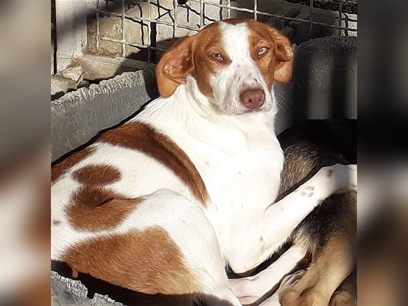 Indi lieber verspielter freundlicher junger Hundemann
