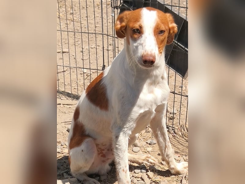 Indi lieber verspielter freundlicher junger Hundemann
