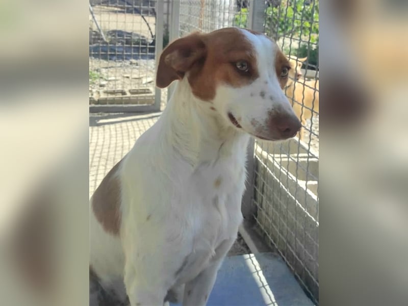 Indi lieber verspielter freundlicher junger Hundemann