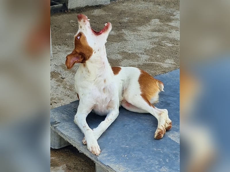 Indi lieber verspielter freundlicher junger Hundemann