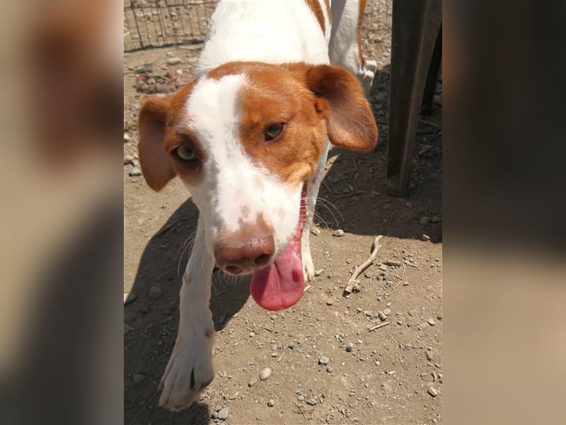 Indi lieber verspielter freundlicher junger Hundemann