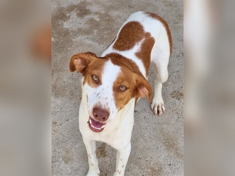 Indi lieber verspielter freundlicher junger Hundemann