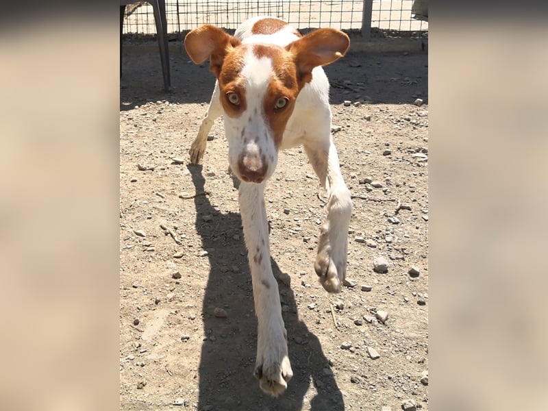 Indi lieber verspielter freundlicher junger Hundemann