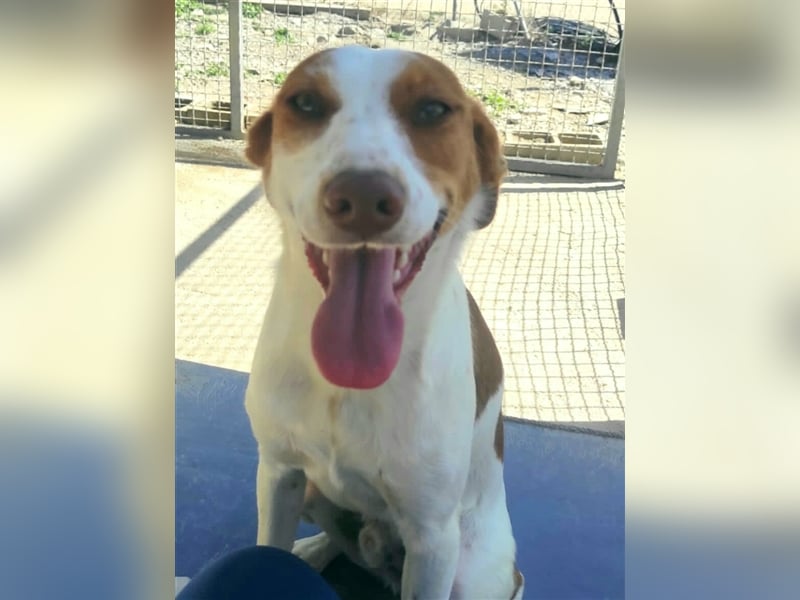 Indi lieber verspielter freundlicher junger Hundemann