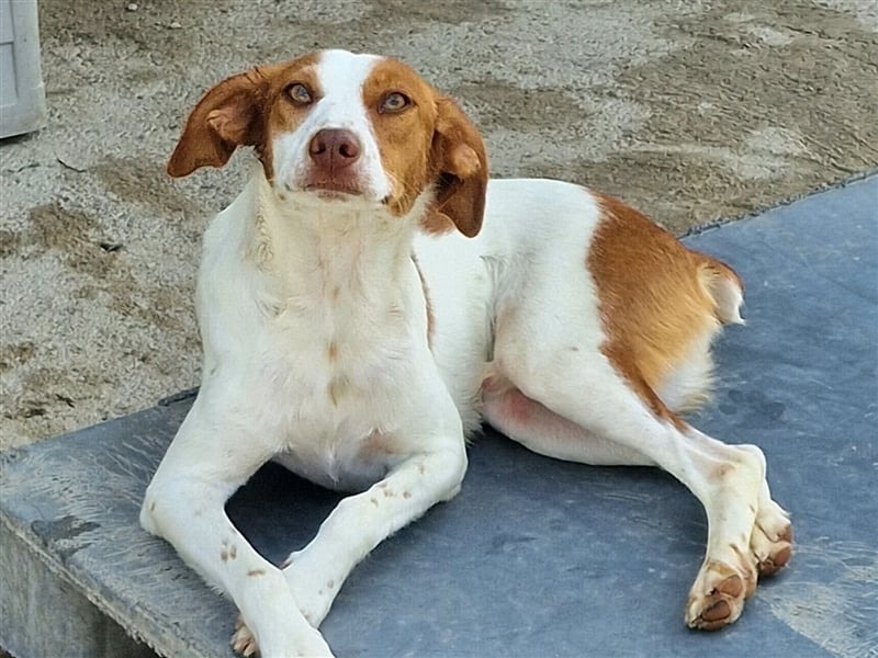 Indi lieber verspielter freundlicher junger Hundemann