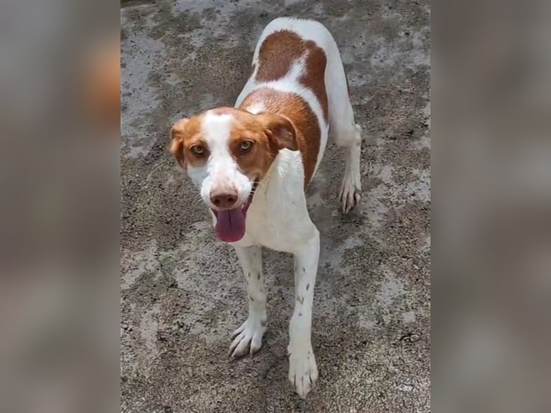 Indi lieber verspielter freundlicher junger Hundemann