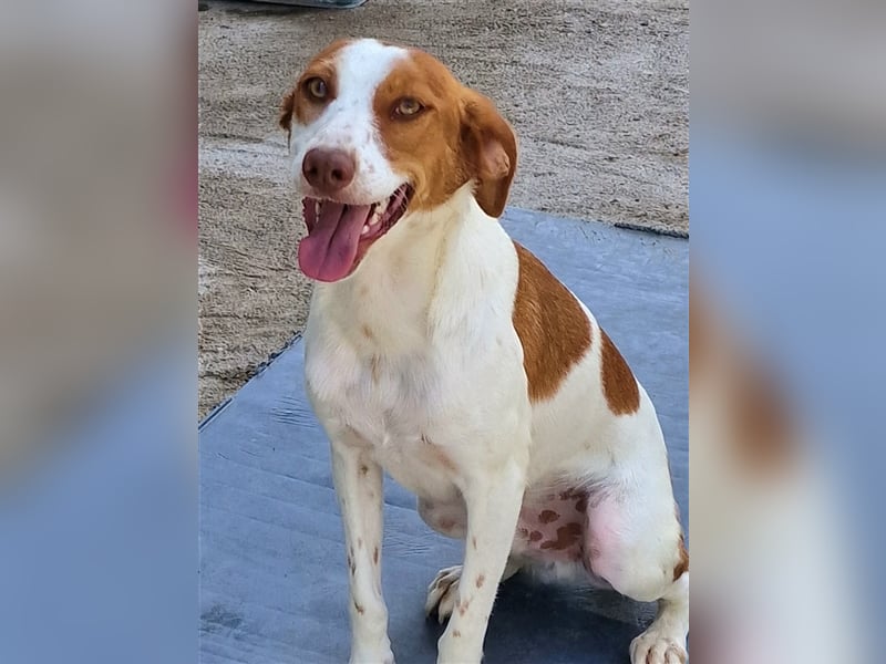 Indi lieber verspielter freundlicher junger Hundemann