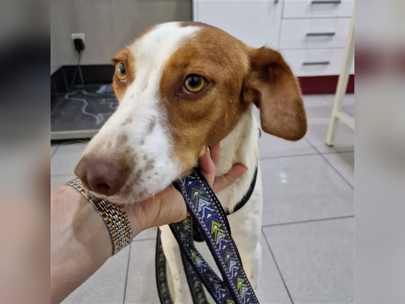 Indi lieber verspielter freundlicher junger Hundemann