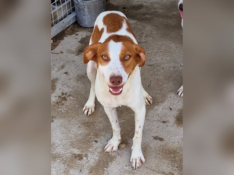 Indi lieber verspielter freundlicher junger Hundemann