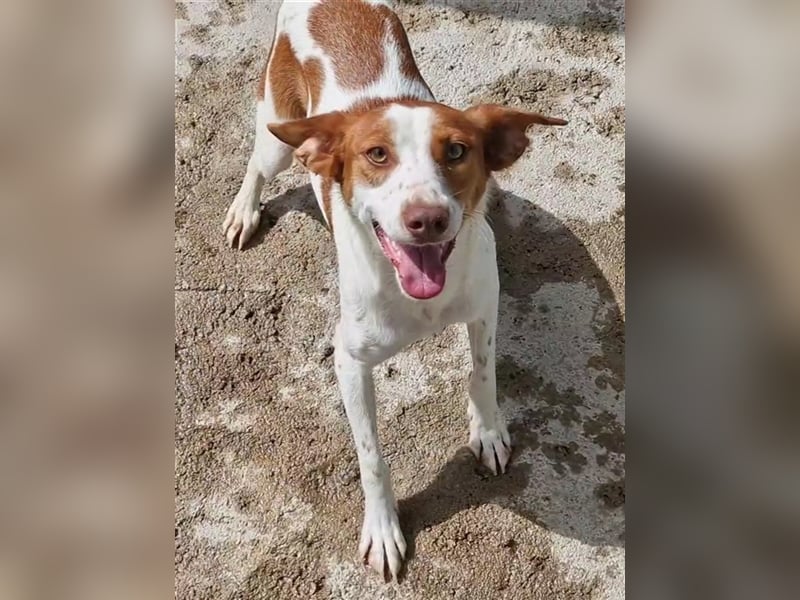 Indi lieber verspielter freundlicher junger Hundemann