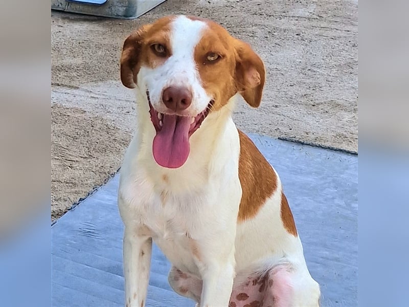 Indi lieber verspielter freundlicher junger Hundemann