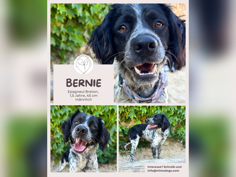 Bernie - Ein Sonnenschein mit Schlappohren
