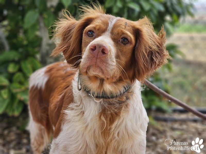 Cristobal ist sportlich und intelligent, ideal für aktive Menschen