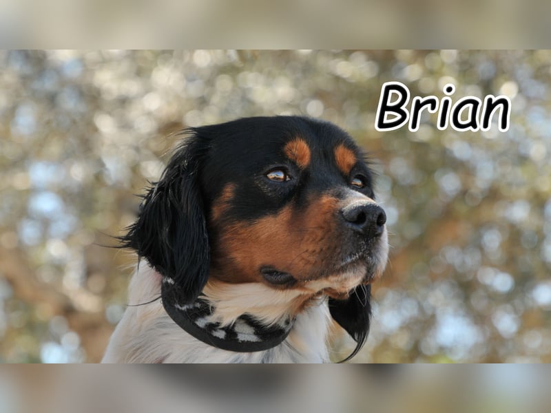 Haben Sie ein Herz für Brian den Knuddelbären?
