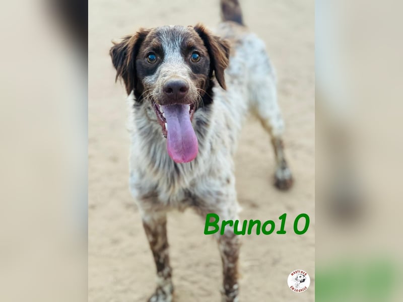 Bruno10 geb. 09/2023 (ESP) - liebevoller, verspielter und anhänglicher Bretonischer Spaniel!