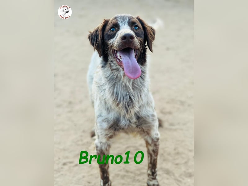 Bruno10 geb. 09/2023 (ESP) - liebevoller, verspielter und anhänglicher Bretonischer Spaniel!