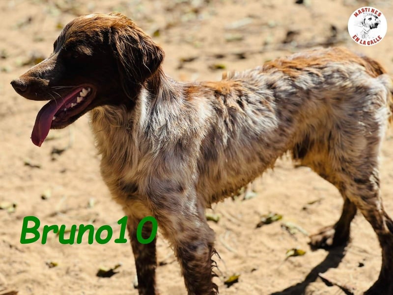 Bruno10 geb. 09/2023 (ESP) - liebevoller, verspielter und anhänglicher Bretonischer Spaniel!