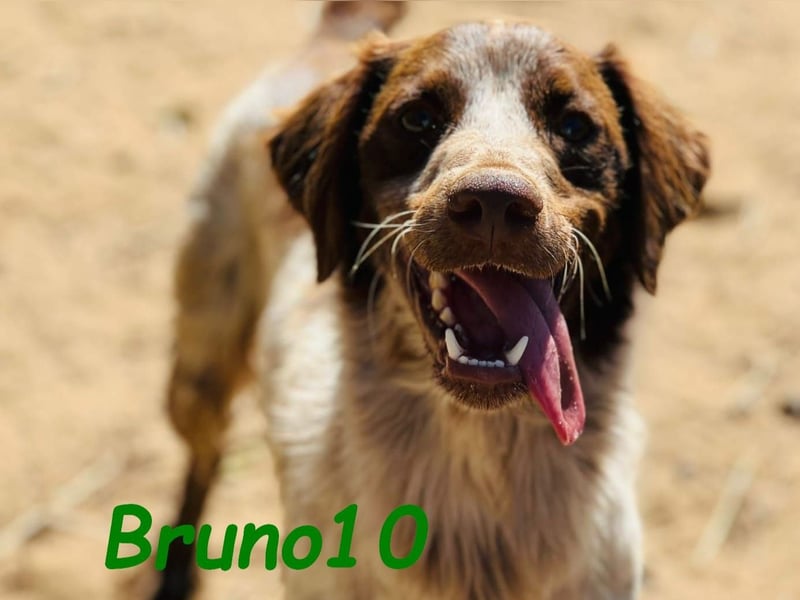 Bruno10 geb. 09/2023 (ESP) - liebevoller, verspielter und anhänglicher Bretonischer Spaniel!