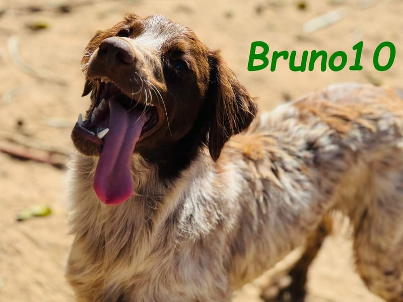 Bruno10 geb. 09/2023 (ESP) - liebevoller, verspielter und anhänglicher Bretonischer Spaniel!