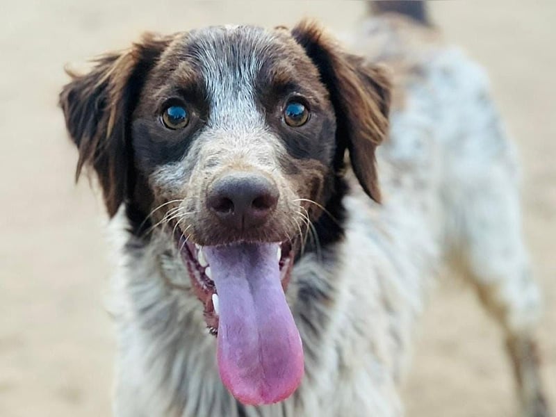 Bruno10 geb. 09/2023 (ESP) - liebevoller, verspielter und anhänglicher Bretonischer Spaniel!