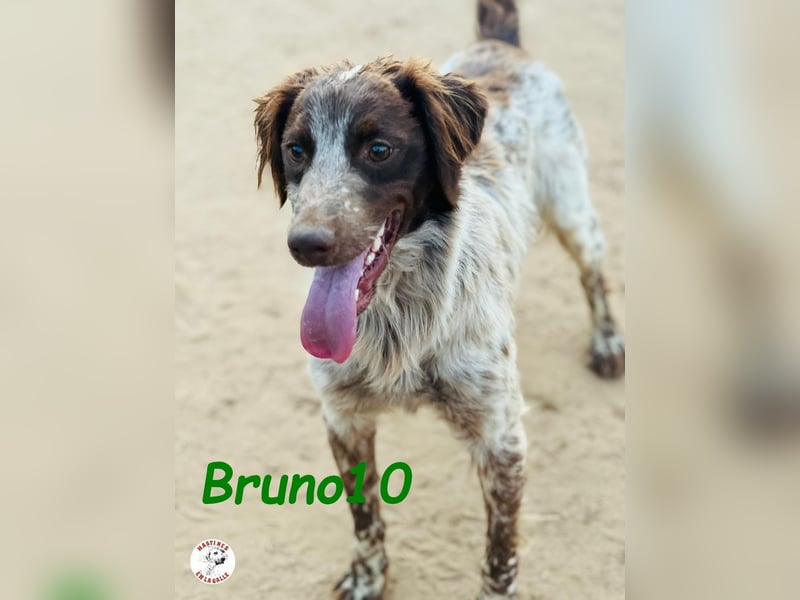 Bruno10 geb. 09/2023 (ESP) - liebevoller, verspielter und anhänglicher Bretonischer Spaniel!