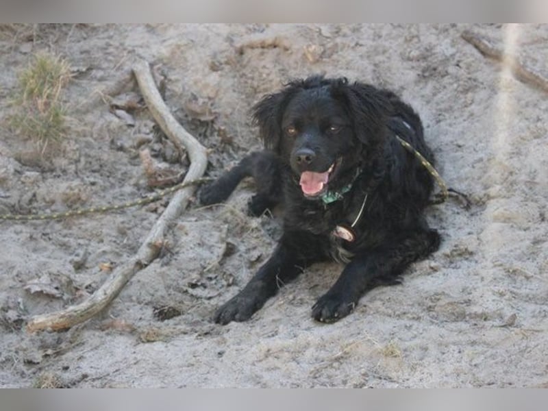Rufus, Epagneul Breton-Mudi-Mix, geb. 2023, sportlich, sucht ländliches Zuhause