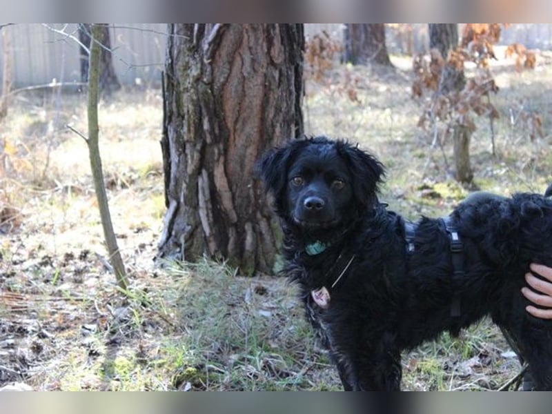Rufus, Epagneul Breton-Mudi-Mix, geb. 2023, sportlich, sucht ländliches Zuhause