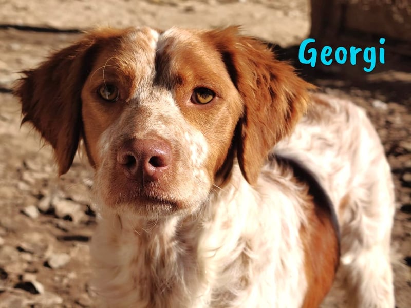 Georgi 05/2023 (ESP) - aufgeweckter und verschmuster Bretonischer Spaniel!