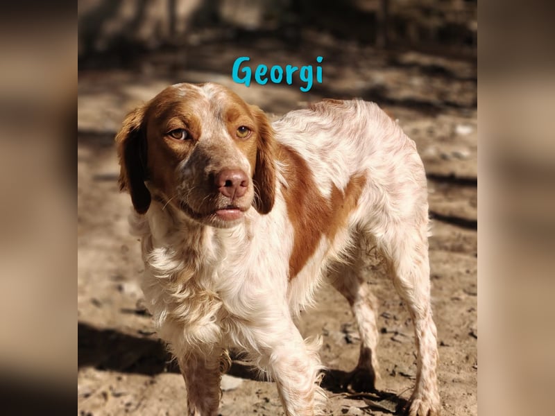 Georgi 05/2023 (ESP) - aufgeweckter und verschmuster Bretonischer Spaniel!