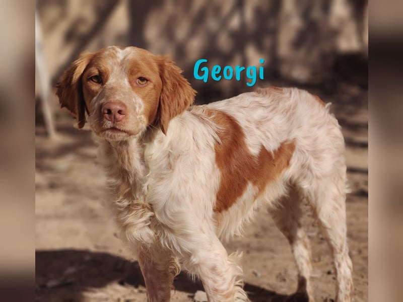 Georgi 05/2023 (ESP) - aufgeweckter und verschmuster Bretonischer Spaniel!