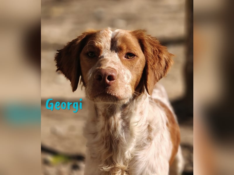 Georgi 05/2023 (ESP) - aufgeweckter und verschmuster Bretonischer Spaniel!