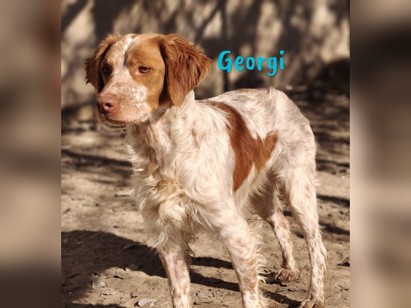 Georgi 05/2023 (ESP) - aufgeweckter und verschmuster Bretonischer Spaniel!